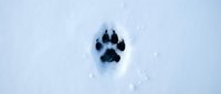 Animal paw print in fresh snow, wildlife tracking and winter nature concept for outdoor and environmental design projects.