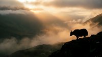 Silhouetted bear standing on rocky mountain ridge at sunrise with golden light breaking through misty clouds and forested valleys below.