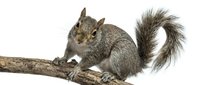 Gray squirrel perched on wooden branch with fluffy tail raised, isolated on white background. Suitable for wildlife, nature, and educational content.