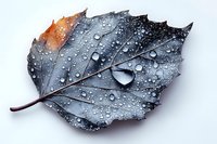 Autumn leaf with water droplets on gray surface, macro photography showing detailed texture and natural patterns. Orange and silver tones create dramatic contrast.
