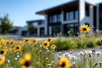 Vibrant yellow sunflowers and white daisies bloom in foreground meadow against modern minimalist architecture, creating natural contrast between wild garden and clean lines.