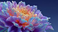 Vibrant rainbow chrysanthemum flower with multicolored petals in purple, blue, orange and pink hues against deep blue background for floral design projects.