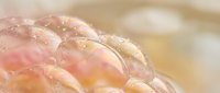 Close-up of fresh raw chicken breast meat with water droplets, uncooked poultry protein for cooking and meal preparation in kitchen setting.