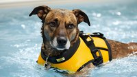 Mixed breed dog wearing yellow life jacket swimming in blue pool water, close up portrait showing wet fur and alert expression during summer water activity.