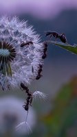 Black ants crawling on white dandelion seed head with fluffy seeds dispersing in purple bokeh background for nature and wildlife concepts.