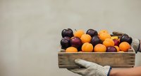Hand holding wooden crate filled with fresh dark plums and golden apricots against neutral background. Suitable for food, agriculture, harvest, and farmers market content.