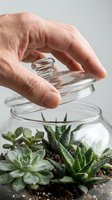 Hand placing glass lid on terrarium containing succulent plants and soil, isolated on white background for design use such as gardening guides, botanical care instructions, and home decor projects.