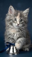 Fluffy gray tabby kitten with wide eyes poses with a silver bell and blue ribbon on a dark blue background, evoking holiday charm.