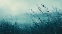 Atmospheric morning meadow with wild grass silhouettes against misty turquoise sky background, dewdrops glistening in soft natural light creating moody nature scene.