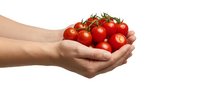 Hands holding fresh red cherry tomatoes on vine isolated on white background for healthy eating and organic food concepts.