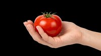 Female hand holding a fresh red tomato, isolated on transparent background. Ready for stickers, print on demand, T-shirt design, clipart, and sublimation use.