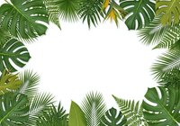 Tropical leaves frame border with palm fronds and monstera foliage on white background for summer design projects and natural decorations.