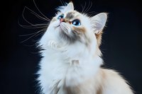 Ragdoll cat with striking blue eyes and cream point coloring looking up against dark background, showcasing distinctive facial features and luxurious white fur coat.