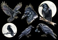 Dark raven clipart set with six poses including flying, perched, and key-holding crow illustrations, isolated on transparent background, ready for stickers, t-shirt design, and print on demand.