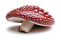 Red and white spotted amanita muscaria mushroom with detailed texture and white dots on cap against white background, isolated macro photograph.
