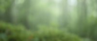 Blurred forest pathway with soft green foliage and natural light filtering through trees, suitable for wellness, nature, and environmental design projects.