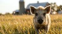 Wild boar piglet standing in dry grass field with farm barn in soft focus background during golden hour lighting.