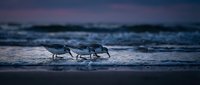 Three sandpipers feeding along ocean shoreline during twilight hour with purple sky and gentle waves creating peaceful coastal scene.