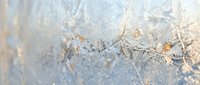 Delicate frost crystals and frozen leaves on icy surface creating winter nature background with intricate ice formations and natural textures.