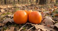 Two fresh orange pumpkins sitting on autumn leaves in natural outdoor setting for seasonal harvest decoration and fall themed projects.