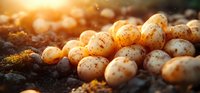 Fresh harvested potatoes lying on dark soil in warm sunset light, organic farm produce with natural spots and texture showing agricultural growth.