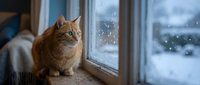 Ginger tabby cat sitting on windowsill gazing at snowy winter landscape outside, cozy indoor scene for seasonal and pet-related projects.