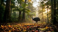 Cassowary walking through a misty rainforest at golden sunrise, surrounded by tall trees and fallen leaves on the forest floor.
