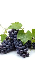 Fresh dark purple grapes with green leaves isolated on white background for wine making, healthy eating and organic food concepts.