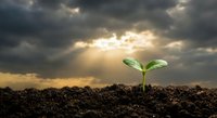 Young green seedling emerging from dark soil under dramatic stormy sky with sunbeams breaking through clouds symbolizing hope, growth and new beginnings.