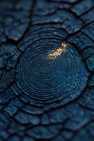 Charred wood surface with golden light reflecting on dark tree rings, showing natural growth pattern texture in dramatic macro photography. Suitable for nature designs.