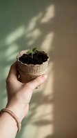 Hand holding seedling in biodegradable peat pot with soil against sunlit wall. Sustainable gardening, eco-friendly plant growth, and environmental conservation concept for spring planting projects.