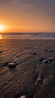 Seashells scattered across wet sand at sunrise with golden sunlight reflecting off the ocean shore and calm waves in the background.