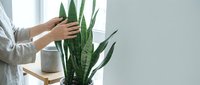 Woman caring for snake plant in modern home interior with natural light from window creating peaceful indoor gardening moment for wellness and decoration.