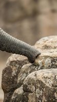 Elephant trunk touching weathered stone rocks in natural habitat showcasing wildlife behavior and animal interaction with environment.