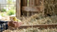 Young duckling held gently in cupped hands of farmer wearing plaid shirt in rustic barn setting with hay and straw. Farm animal care concept.