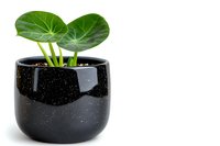 Young Chinese money plant with round green leaves in modern black speckled ceramic pot against white background, minimalist houseplant decor for interior design.