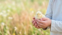 Young farmer holding a fluffy yellow chick in cupped hands outdoors with blurred green field background. Agricultural and farming concept.
