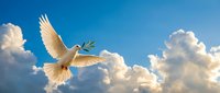 White dove flying with olive branch against blue sky and fluffy clouds symbolizing peace, hope, freedom and spiritual harmony for religious concepts.