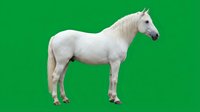 White horse standing in profile isolated on green background for easy removal and design projects.