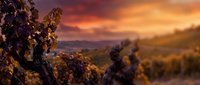 Vineyard grapevines at sunset with golden sky and rolling hills in background, suitable for wine industry marketing and agricultural themes.