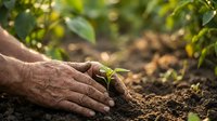 Adult male hand planting young seedling in rich soil outdoors. Gardening, agriculture, and environmental conservation concept for landscaping and farming projects.