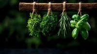 Fresh herbs drying on wooden stick against dark background, parsley, thyme, rosemary and basil bunches tied with twine, culinary aromatic plants.