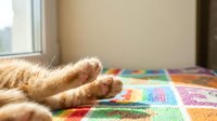 Ginger cat paws resting on colorful striped knitted blanket near window, cozy home interior setting for pet lifestyle and comfort themes.