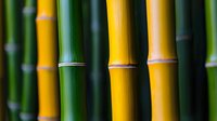 Yellow and green bamboo stems in natural sunlight create striking pattern of parallel lines and nodes, highlighting organic textures and natural geometry.