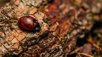 Red ladybug beetle crawling on rough tree bark surface with natural texture and warm lighting for nature photography and insect macro studies.