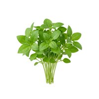 Fresh green basil bunch with stems isolated on white background, ready for culinary design, cooking blogs, recipe graphics, and food packaging projects.