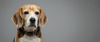 Senior beagle dog portrait with gray muzzle on neutral background, perfect for pet care, veterinary services, and animal welfare campaigns.