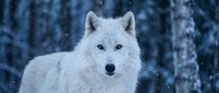 Majestic white wolf with piercing blue eyes in snowy winter forest during snowfall. Wild predator portrait showcasing natural beauty and wilderness spirit.