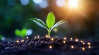 Young green sprout growing from soil with magical glowing lights and bokeh effect, symbolizing growth, hope and new beginnings in nature environment.