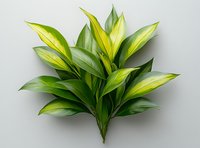 Vibrant green and yellow variegated tropical plant leaves arranged in decorative fan pattern on light gray background, isolated for design and botanical projects.